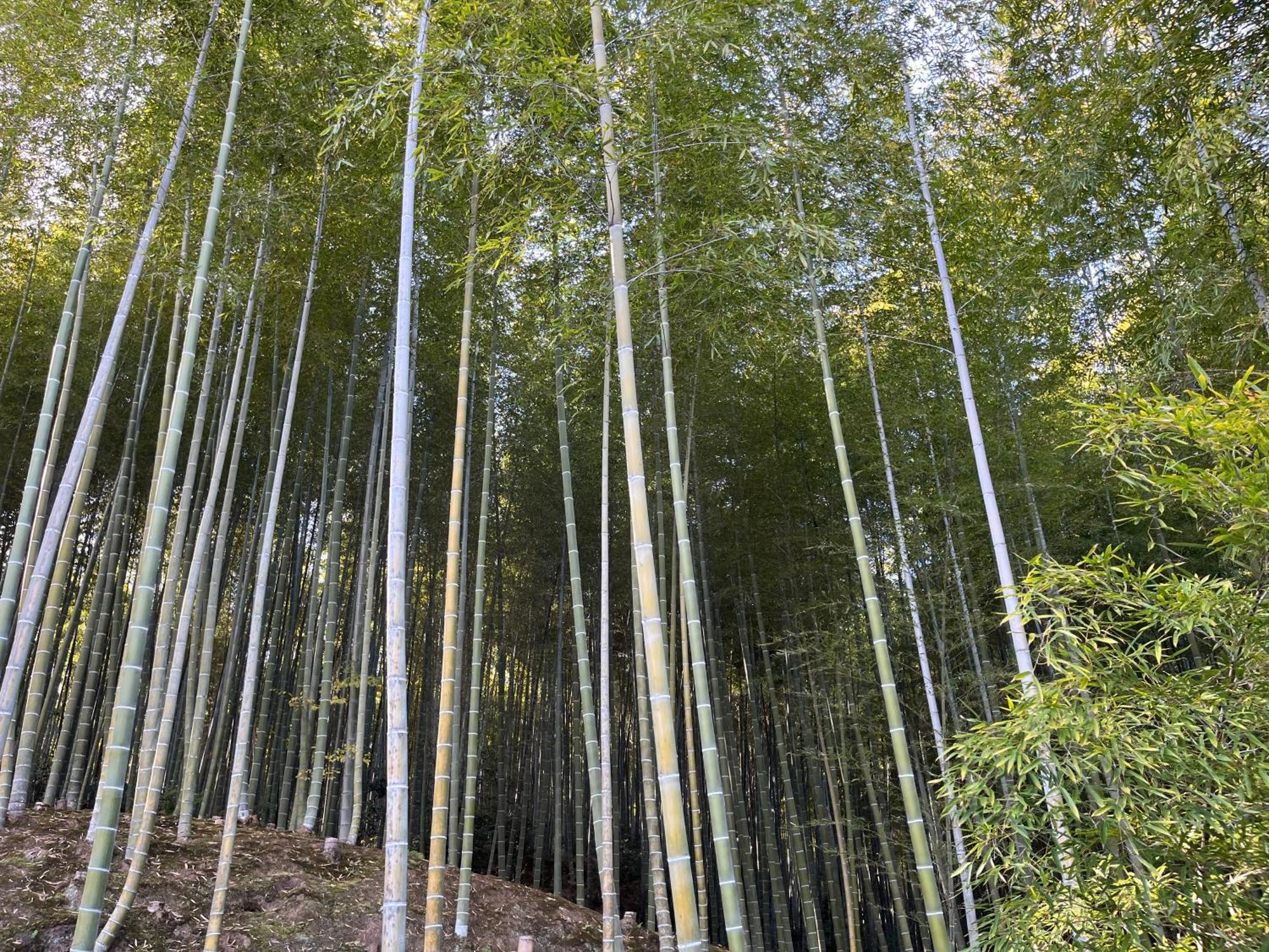 嵐山 天龍の宿 駐車無料 一棟貸切 最大5人 Dragon Legend Arashiyama Central Private Rare Modern Villa Free Parking Max 5Ppl Shimo-saga Buitenkant foto