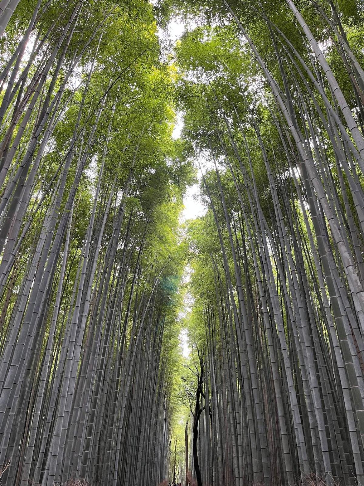 嵐山 天龍の宿 駐車無料 一棟貸切 最大5人 Dragon Legend Arashiyama Central Private Rare Modern Villa Free Parking Max 5Ppl Shimo-saga Buitenkant foto